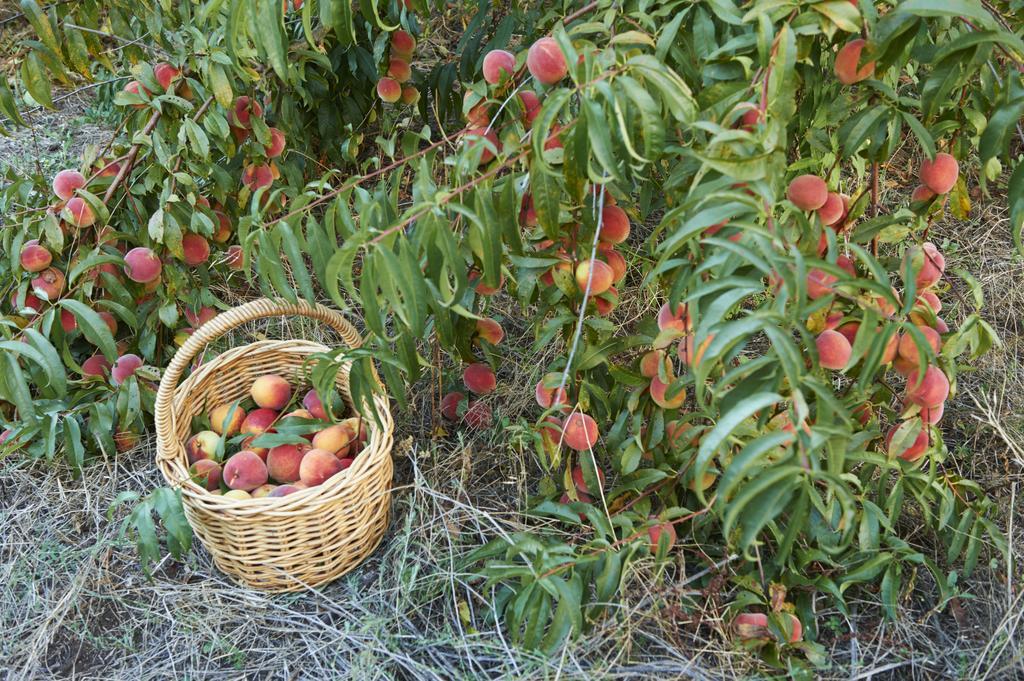 Villa Burnside Organic Farm Margaret River Exterior foto